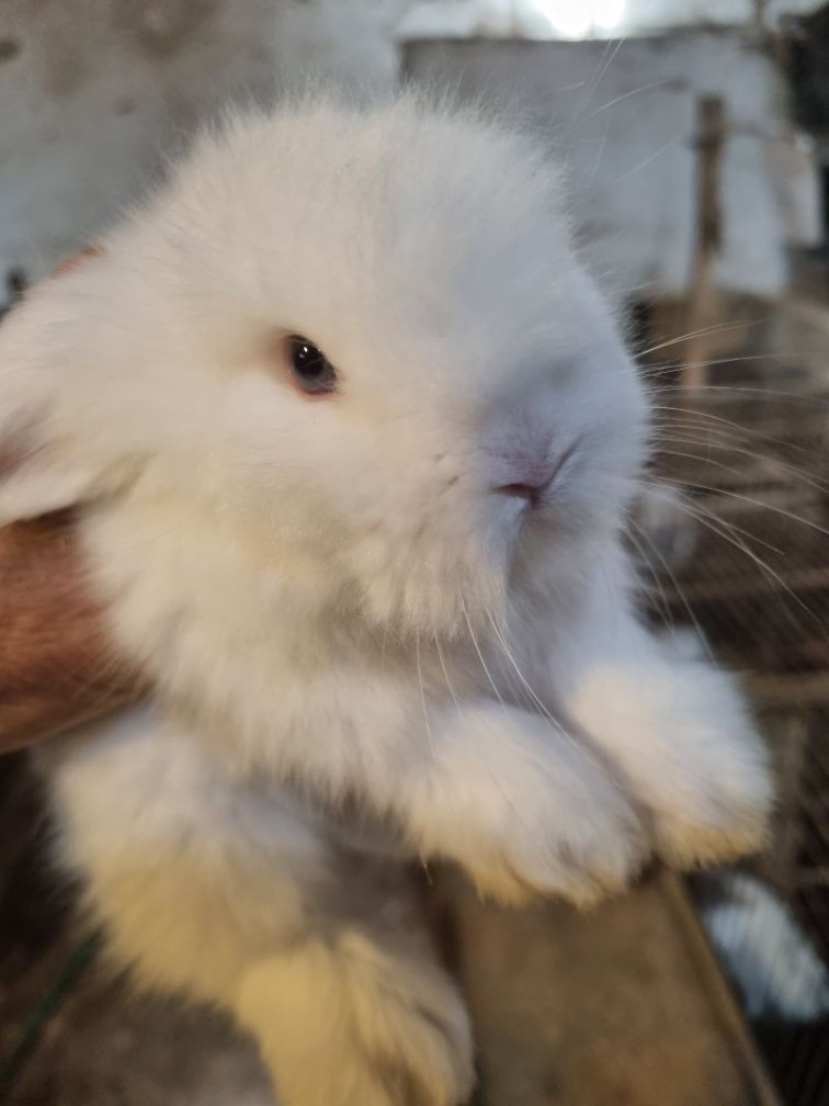 Kit coelhos anoes na minha criacao