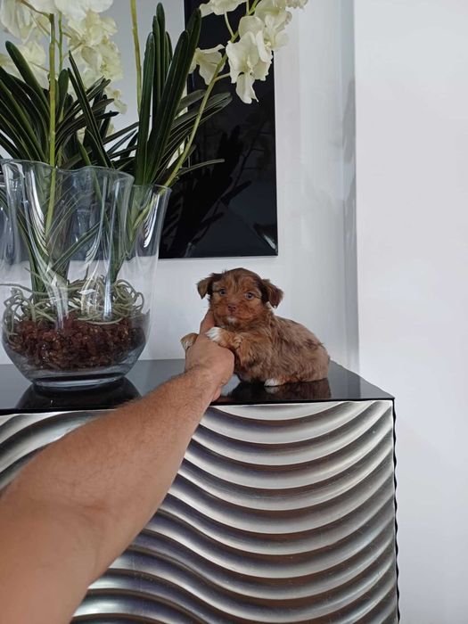 Yorkshire Terrier  Miniatura MACHO CHOCO  MERLE