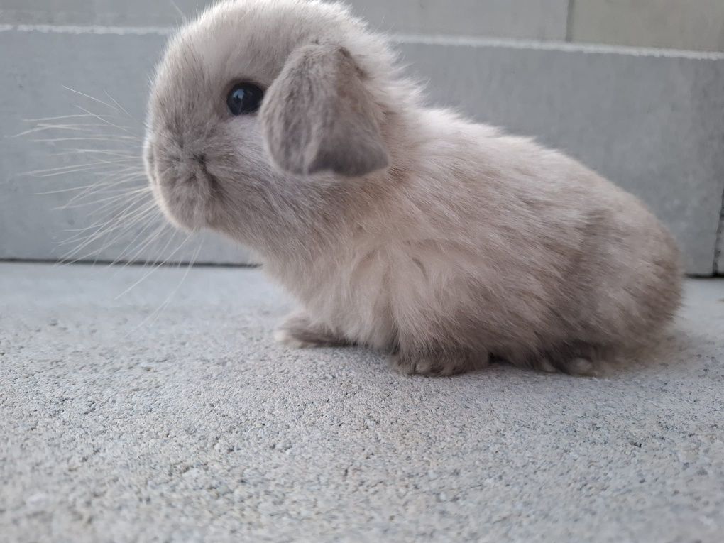 Królik miniaturka króliczek mini lop