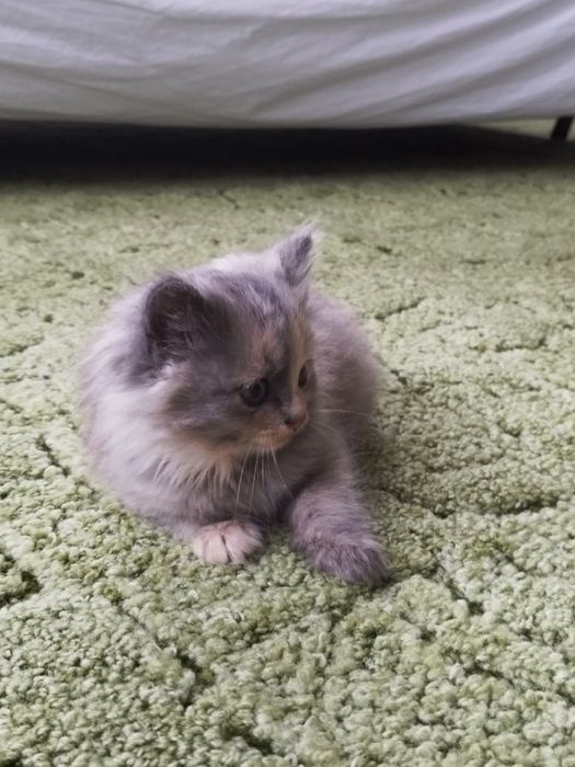 Віддам кошеня в добрі руки!