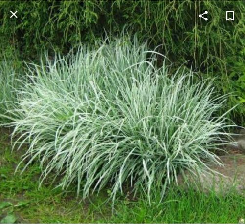 Фалярис декоративная трава