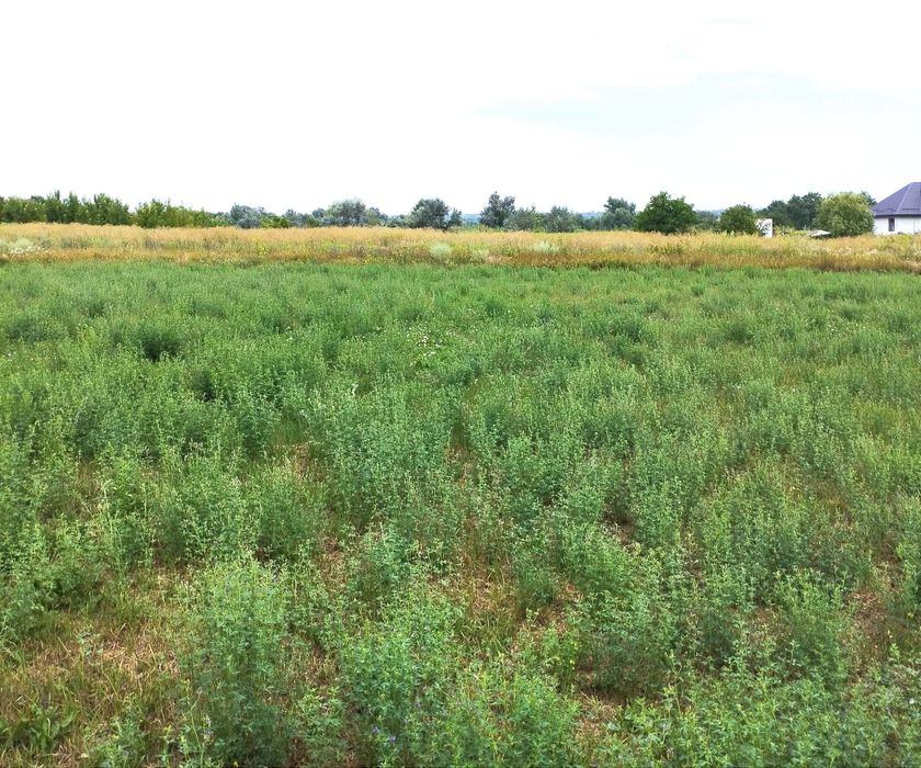 У центрі Новоолександрівки 8 км.  біля м. Дніпро