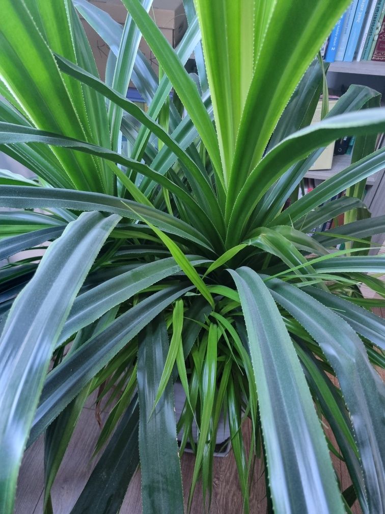 Pandan pandanus veitchii