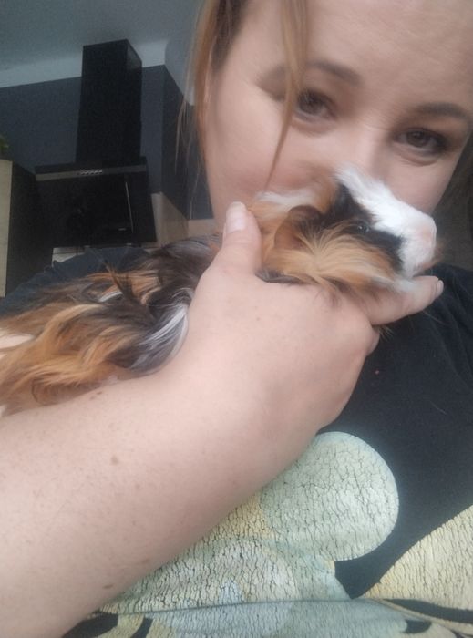 Świnka morska rozetka samiec