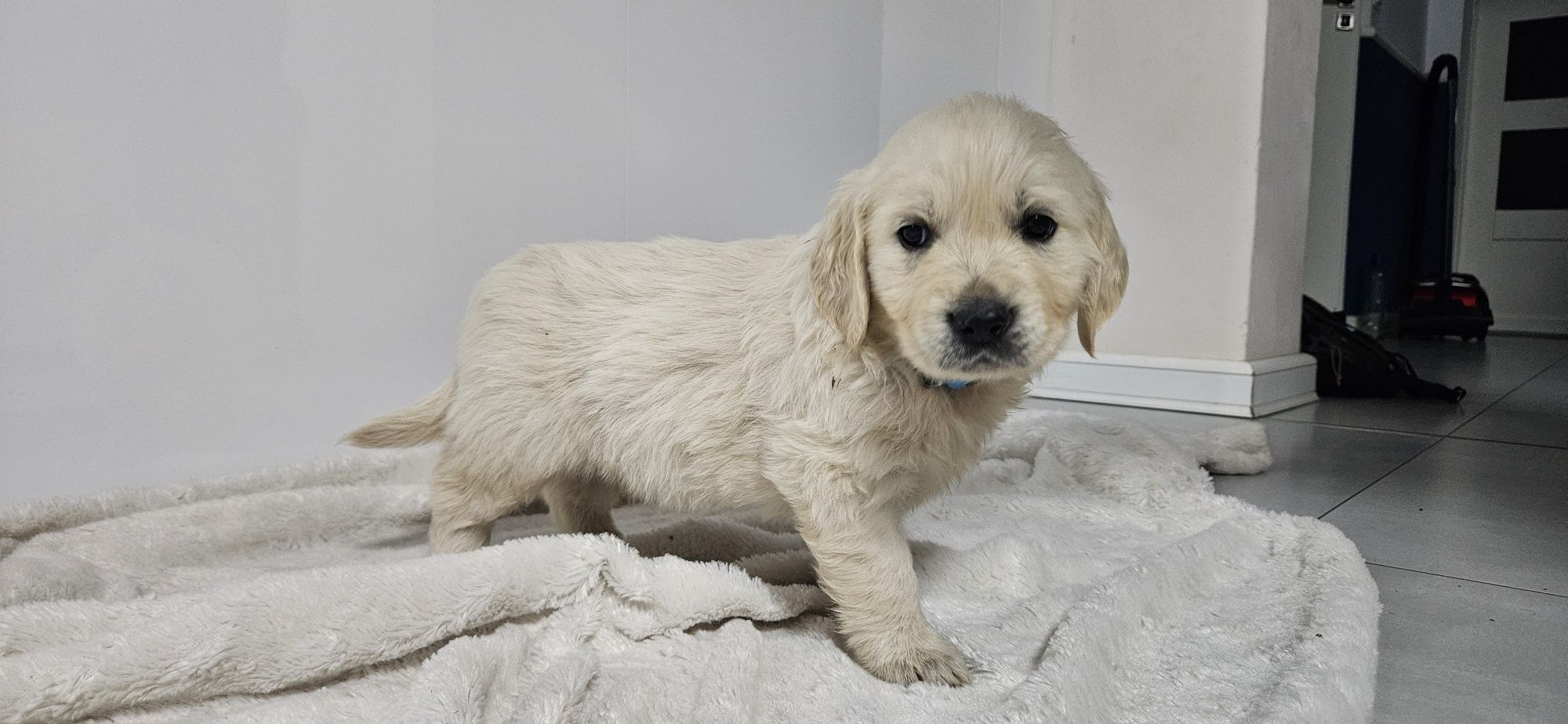 Golden retriever