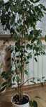Kwiat ficus microcarpa