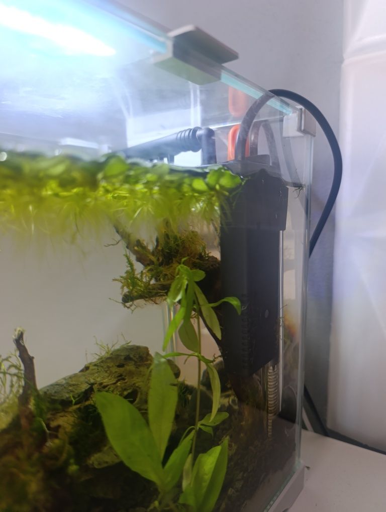 Akwarium 10 litrów