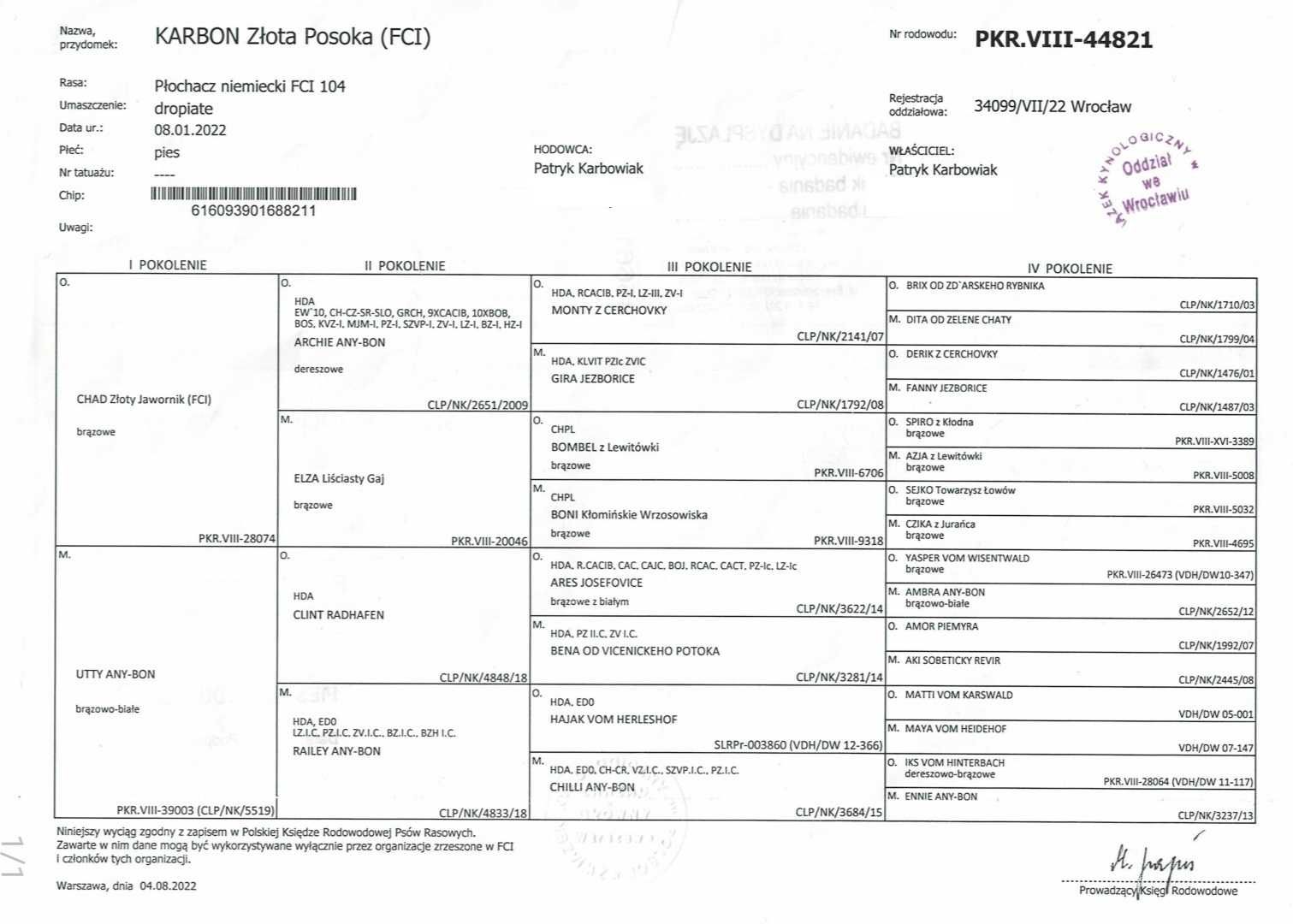 Wachtelhund Płochacz Niemiecki Reproduktor. Krycie tylko FCI