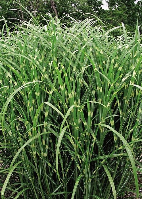 PROMOCJA Miskant zebrinus, turzyca , imperata red baron, rozplenice, m
