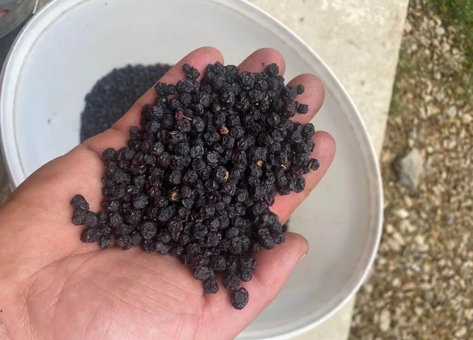Сушена чорниця маєм 43 кіла