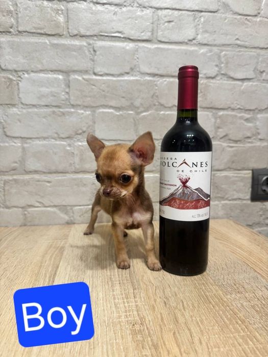 Крихітний хлопчик чихуахуа