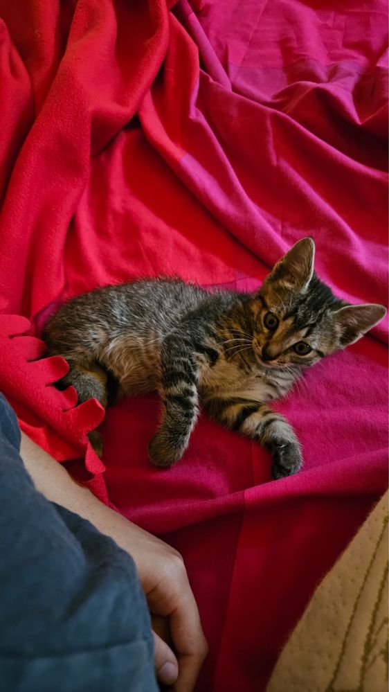 Gatinho bebê para adoção