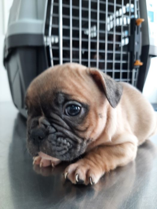 Buldog Francês blue&fawn