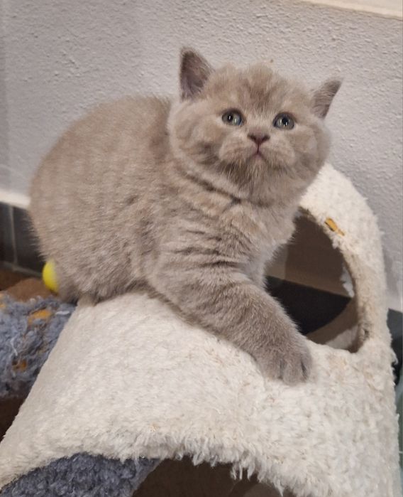 Fêmea  scottish straight lilás