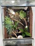 Terrarium tropikalne