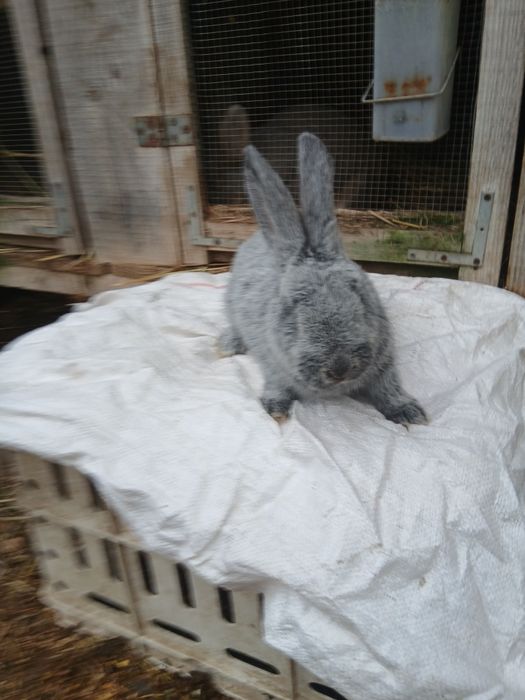 Krolik Wielki jasnoSrebrzysty