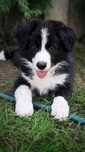 Border Collie ZKwP/ FCI chłopiec