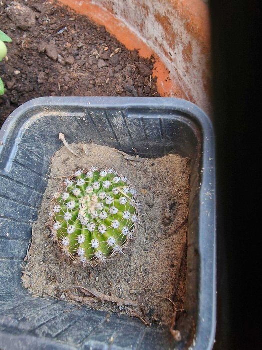 Echinopsis Eyriesa kaktus - duże białe kwiaty