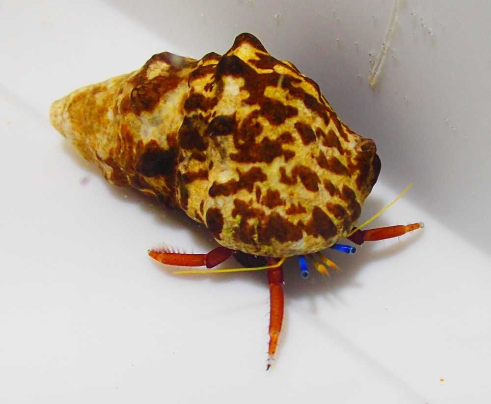 Calcinus laevimanus - krab pustelnik