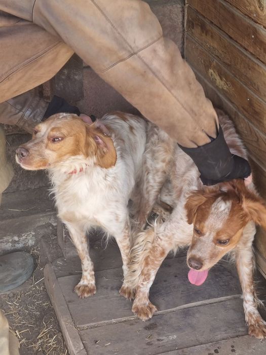 Продам  дорослу робочу лягаву Французьку спанієль