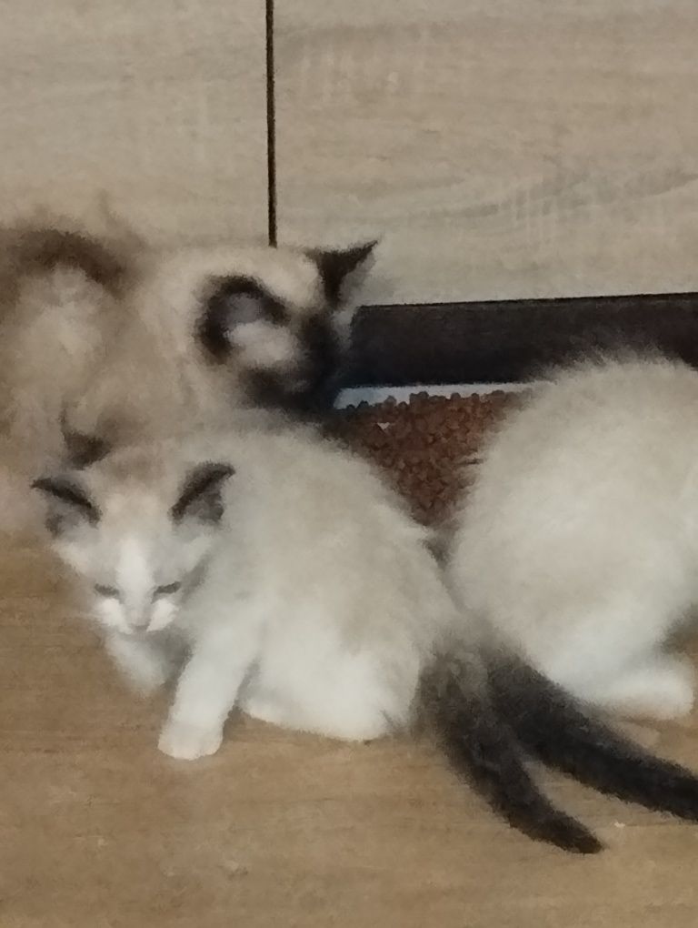 Sprzedam kocurka rasy Ragdoll