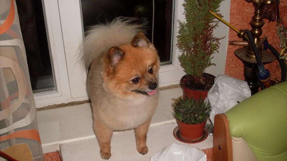 Вязка Померанского Шпица