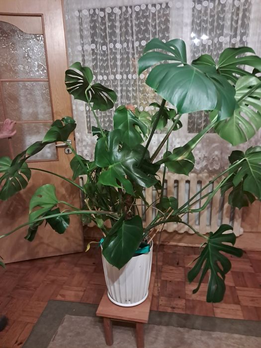 Kwiat Monstera sprzedam