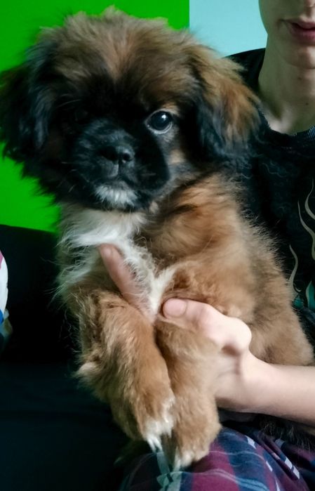 Brązowa suczka Shih Tzu