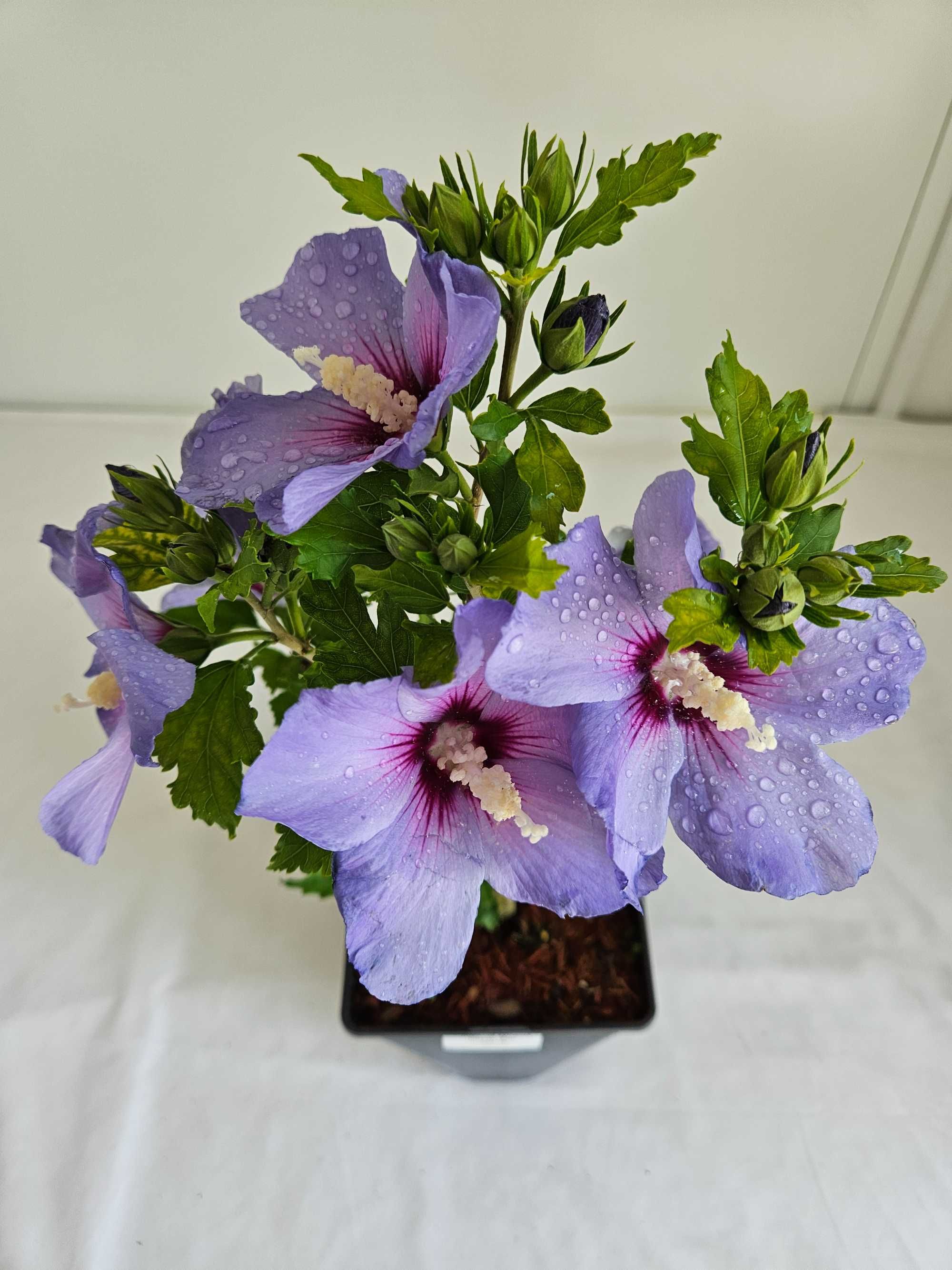 Hibiskus Oiseau Bleu 50cm – niebieski krzew ozdobny do ogrodu C3