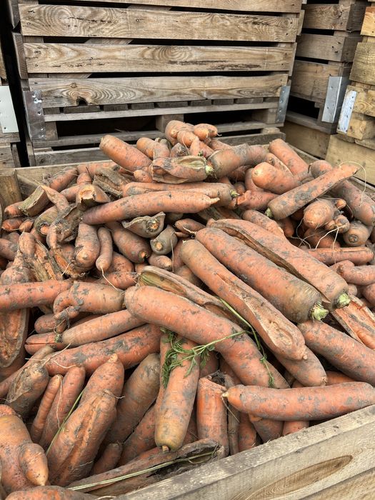 Морква не кондиція