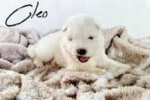 Samoyed dziewczynka . ZKwP, FCI.