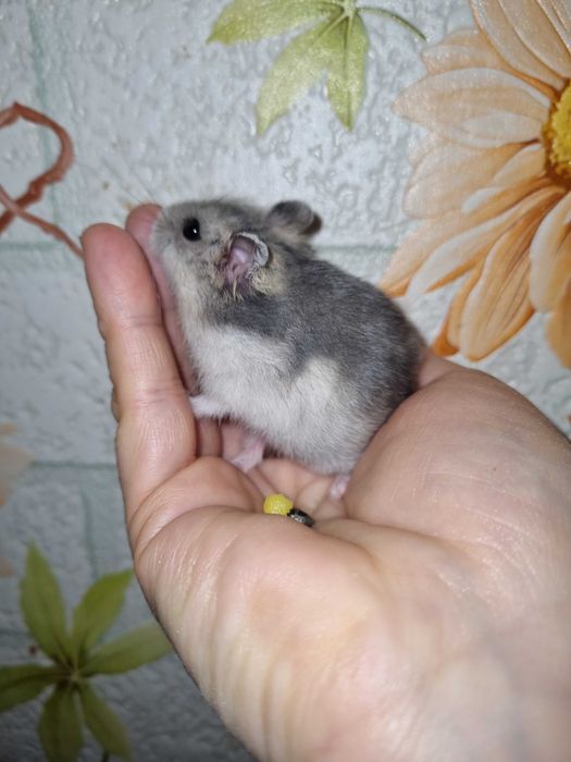 Джунгарські хом'ячки,маленькі, грайливі та ручні
