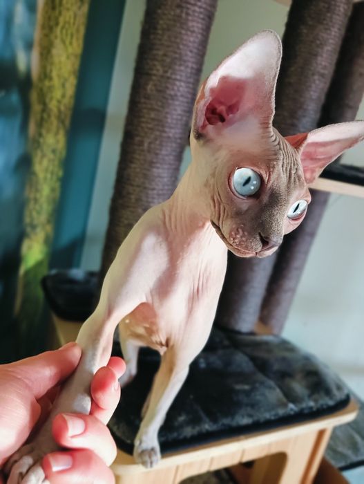 Wyjątkowa kotka hodowlana Sfinks Kanadyjski FPL