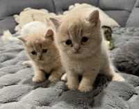 British Chinchilla kittens