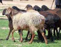 Продам баранов, овец курдючной породы (гиссарской и др. пород).