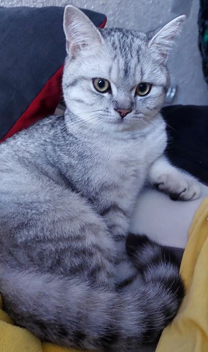 Продаю кота . Срібна шиншила