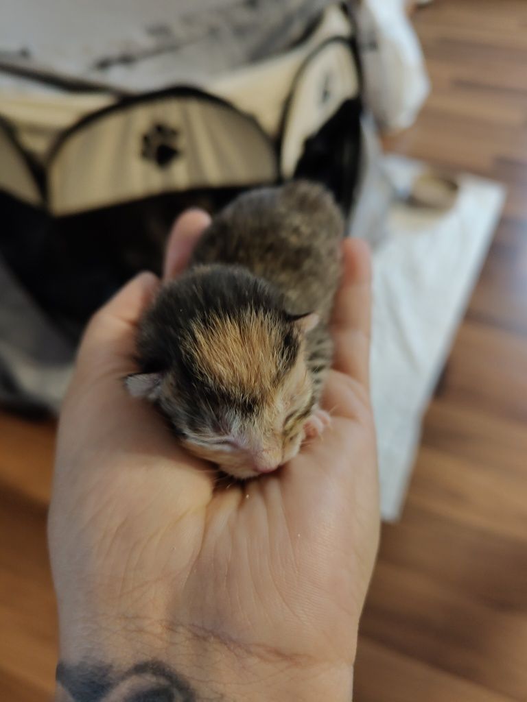 Oddam 3 kociaki w dobre ręce koty