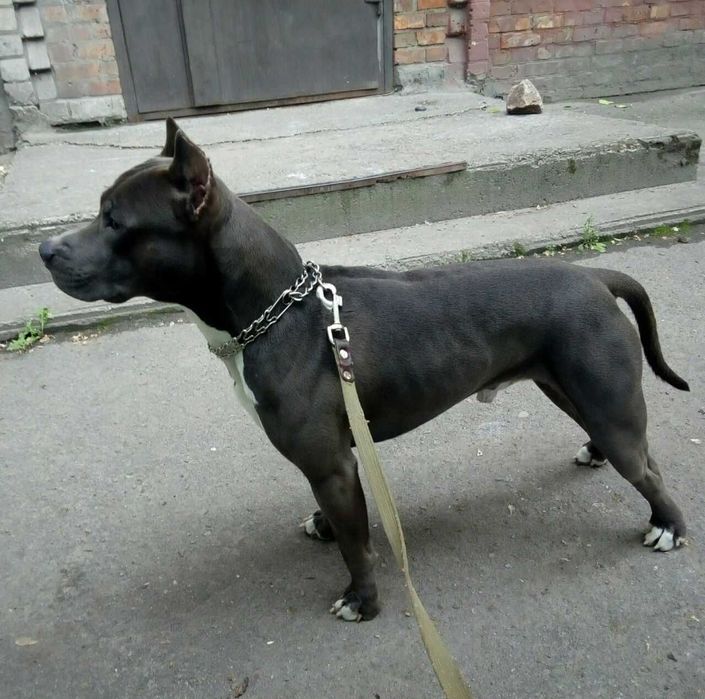 Пітбуль шукає дівчинку для в'язки