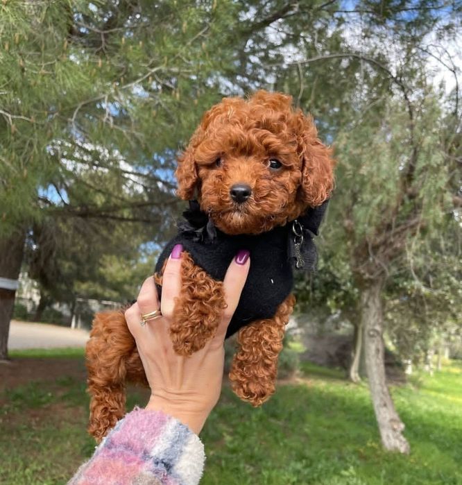 Малиш .той   пудель Ред браун