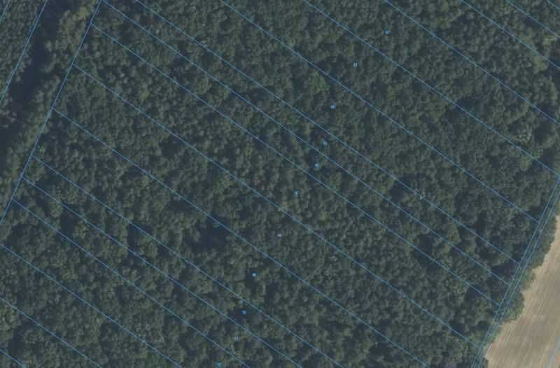 Sprzedam las z gruntem