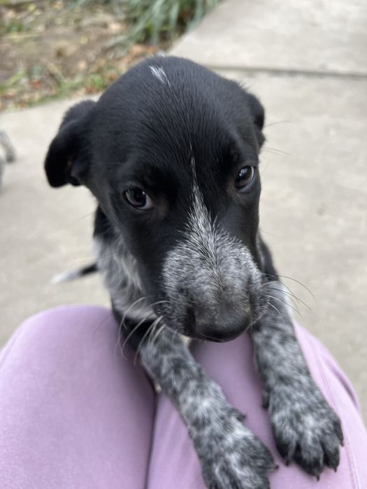 БЕЗКОШТОВНО цуценята мікс курцхаара та лайки