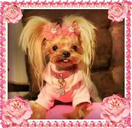 York,yorkshire terrier!ELITARNE MICRO CUDEŃKO,PIESEK 1,30kg -dla VIP!