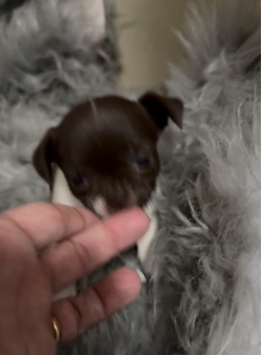 Lindo menino “CHIHUAHUA”
