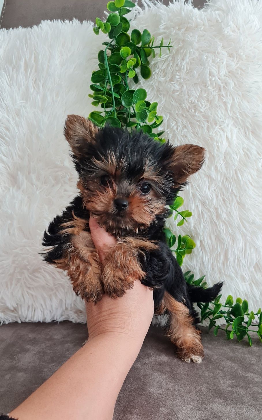 Yorkshire Terrier, mini, top