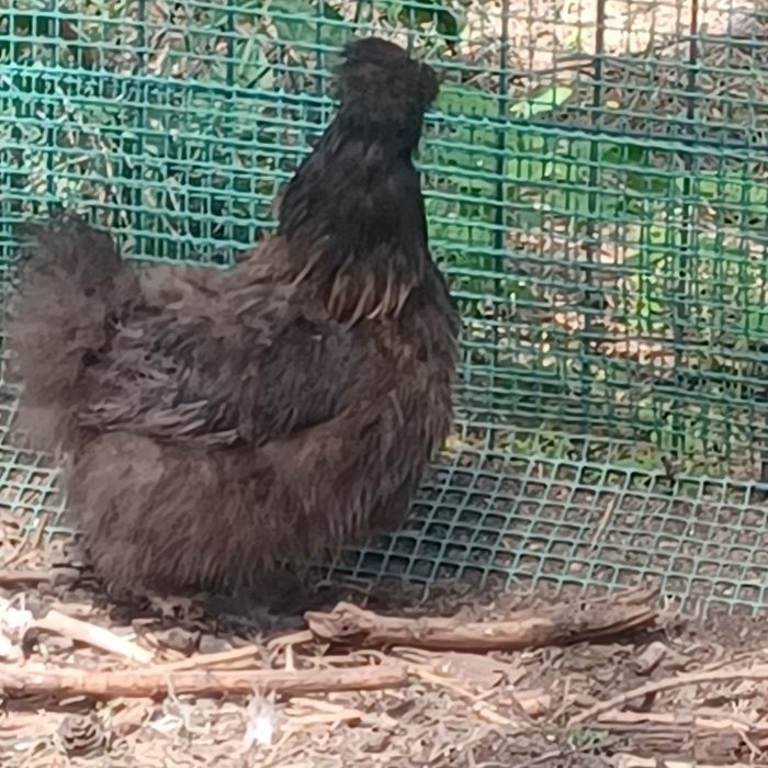 Silki para do zmiany kurnika