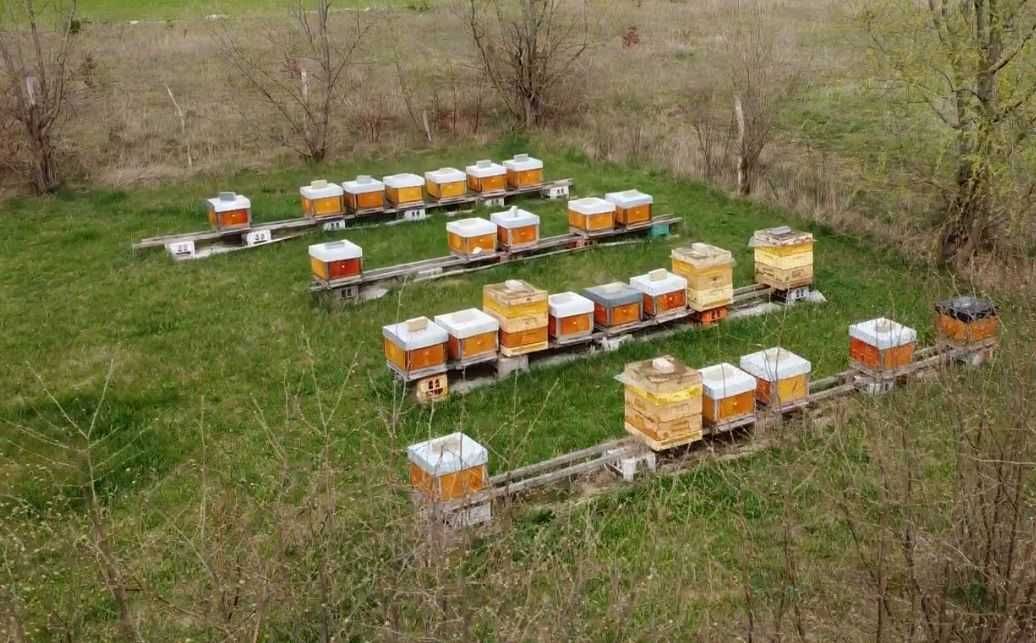 Sprzedam pszczoły z ulami wielkopolskimi