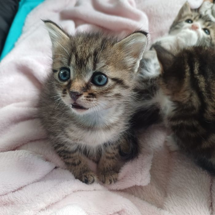 Котята в хорошие руки Невские маскарадные.