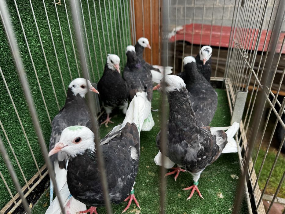 Permski białogłowy gołębie wysokolotne