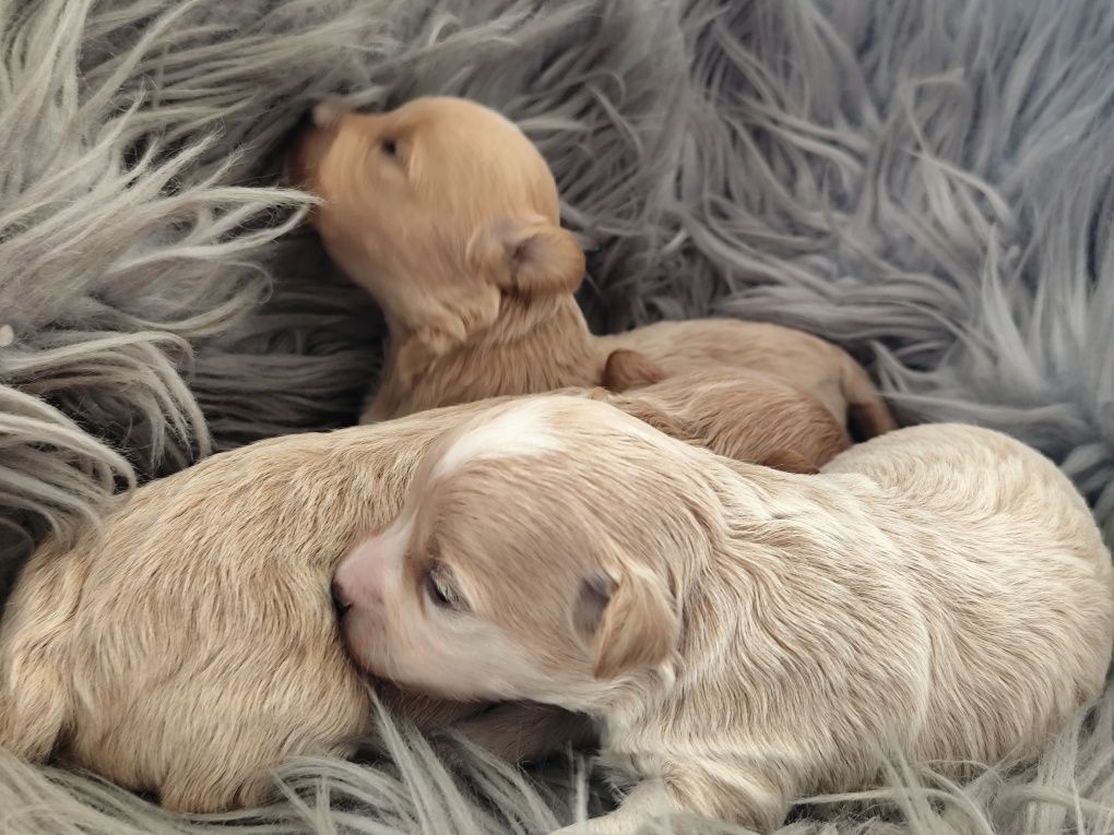 Maltipoo F1   suczka do Rezerwacji