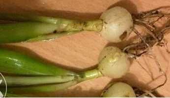 Индийский лук  (птицемлечник хвостатий) кімнатні рослини